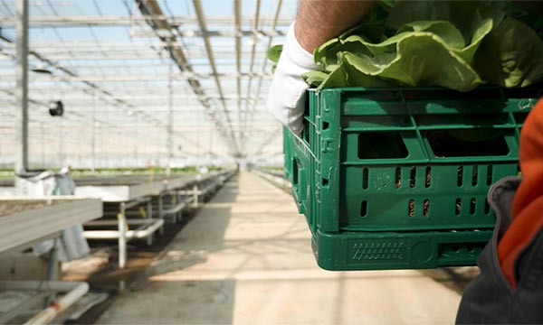 caracteristicas del sector agroindustrial en perú Características del sector agroindustrial en Perú